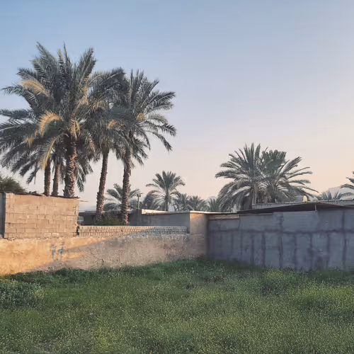 Palm Tree In Spring