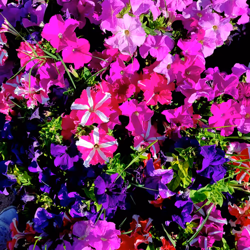 Flower 1201