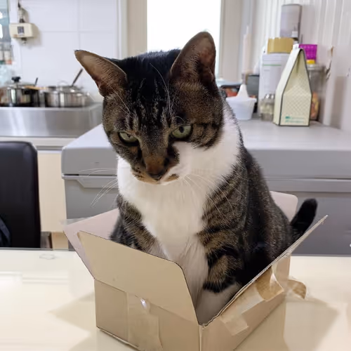 catwifbox