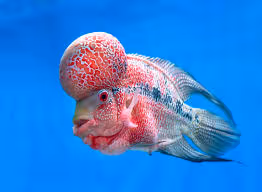 Fish 274