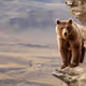 Based The Brave Bear