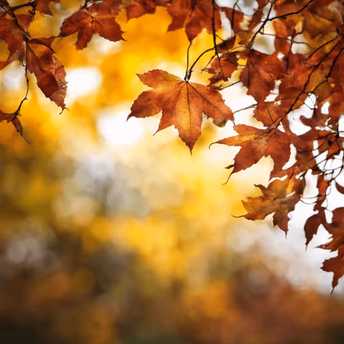 Autumn Coming Onchain