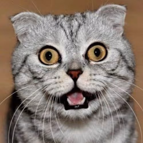 Funny Cat #100