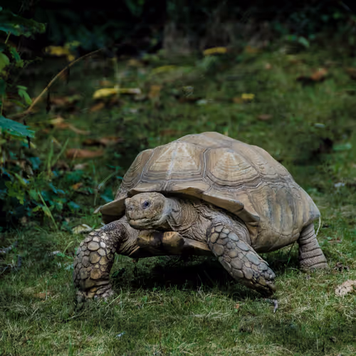 Tortoise