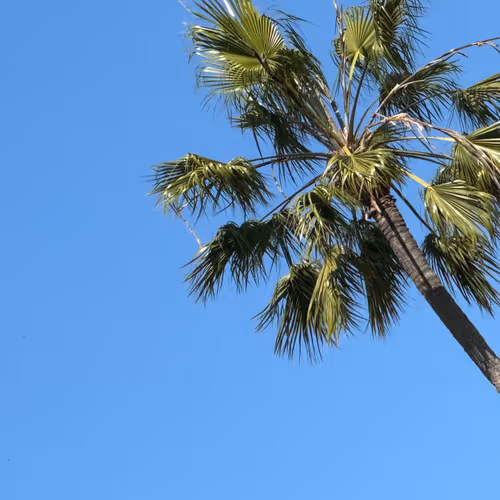 Keep Palm and Carry On