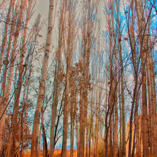 Trees #6