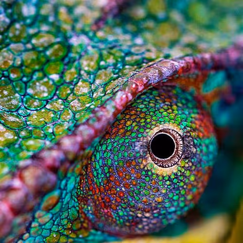 rango