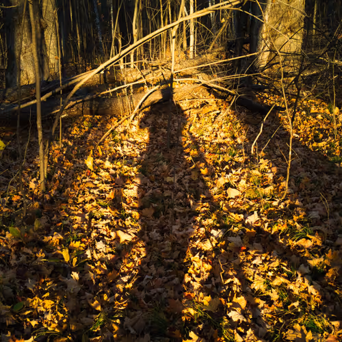 Self Portrait 41