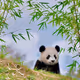 Baby bear