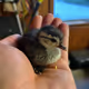 Name My Duck