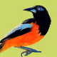 TurpialBirds