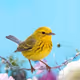 Bumble, Caroline's Meadow #12