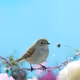 Birds Observation