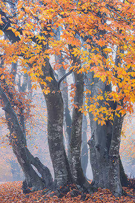 autumn song