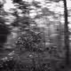 The Forest Breathes