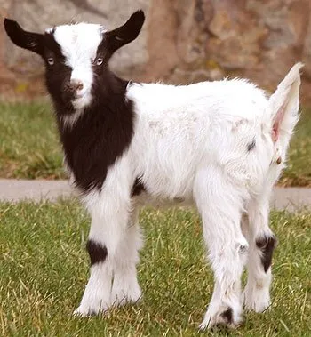 Baby Goat #20