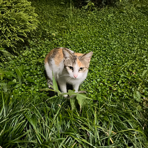 Kitty 465