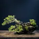 BONSAI NFT