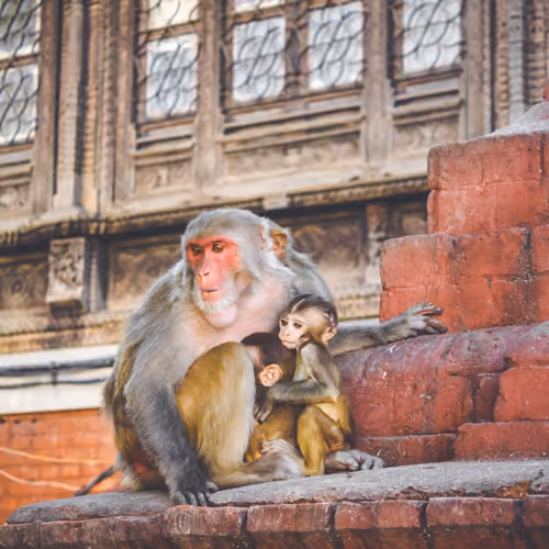 Kathmandu Sanctuary #2