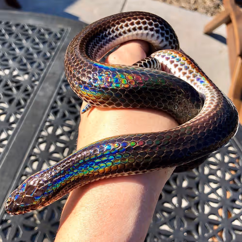 Xenopeltis Unicolor