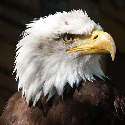 Eth Eagle 1