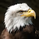 ETH Eagle
