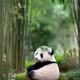 Based Bamboo Panda
