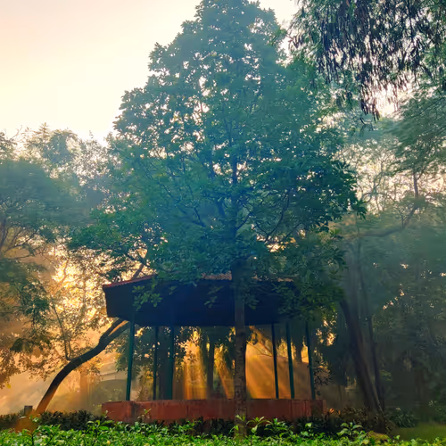 Whispers Of Morning Light