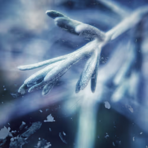 Ice Is Nice