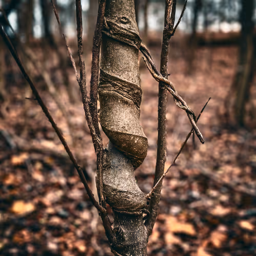 Twisted Tree 1