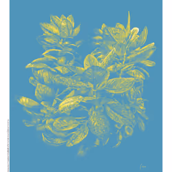 Kalanchoe Thyrsiflora 17/60