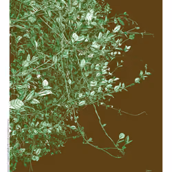 Star Jasmine 20/60