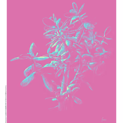 Jade Tree 14/60