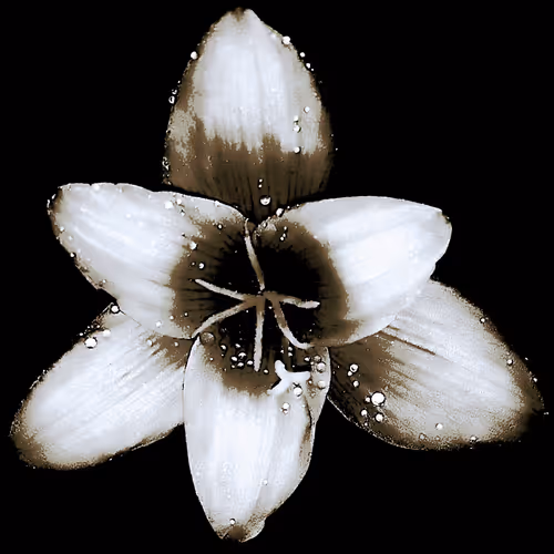 Rain Lily DM8