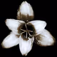 Rain Lily DM8