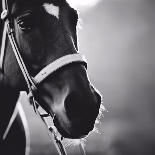 Horse 536