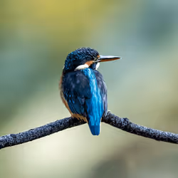Bird Kingfisher #16