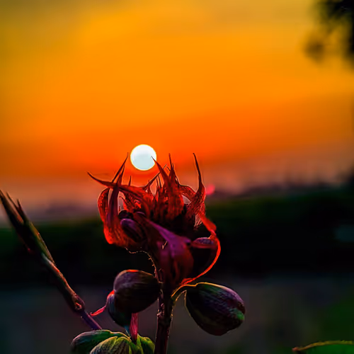 Flowers and sunset—both silently spread beauty🥰