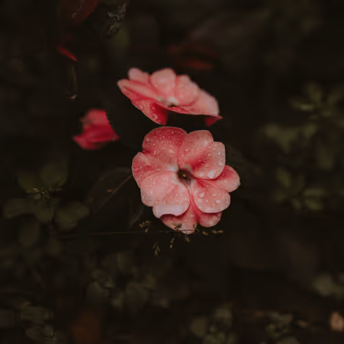 Cinematic Nature 1