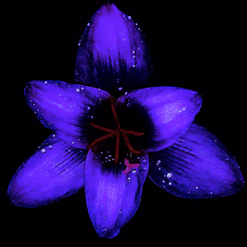 Rain Lily DM6