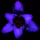 Rain Lily DM6