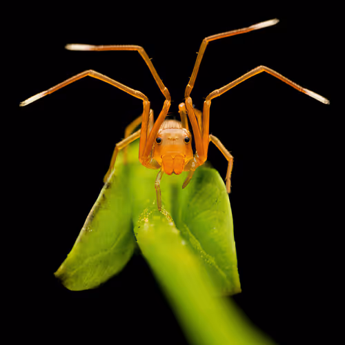 Creative Macro