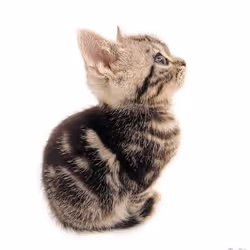 catsNFT123