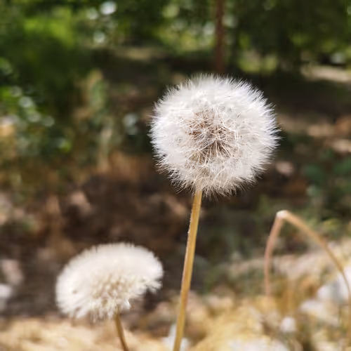 Dandelions 6