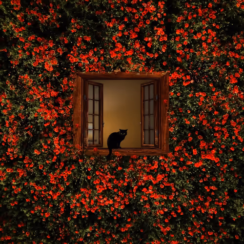 Minimalism and cats