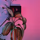 Rodeo posts