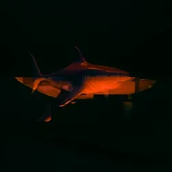Rave Shark 017