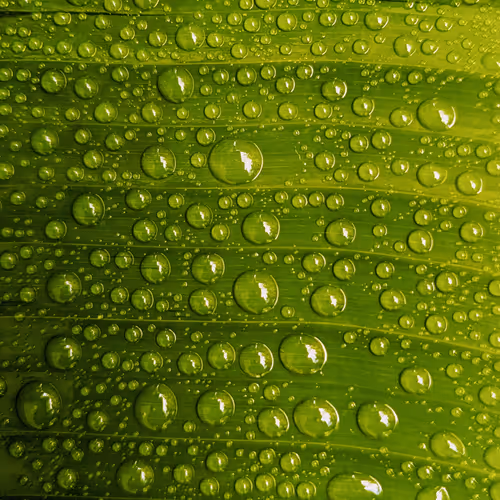 Dancing Drops 1