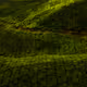 The slice of Nature