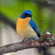 Tickell’s Blue Flycatcher